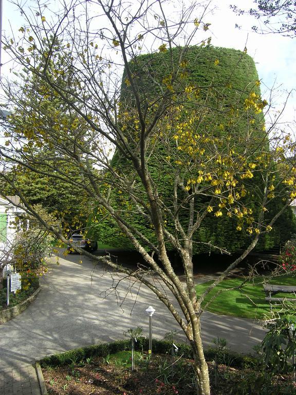 Bucket Tree Lodge Tawa Экстерьер фото